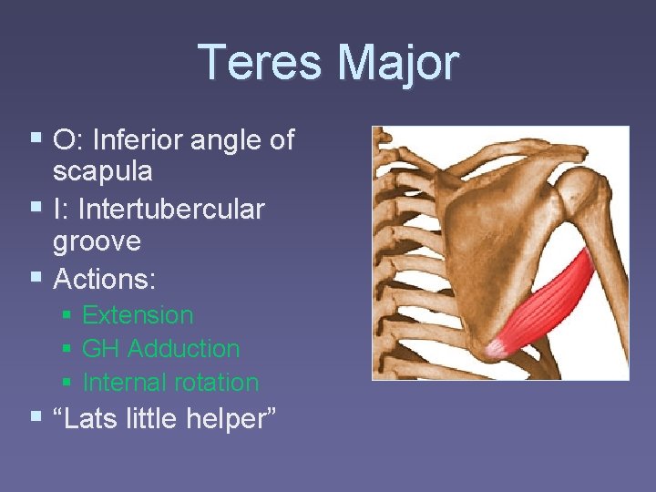 Teres Major § O: Inferior angle of scapula § I: Intertubercular groove § Actions: