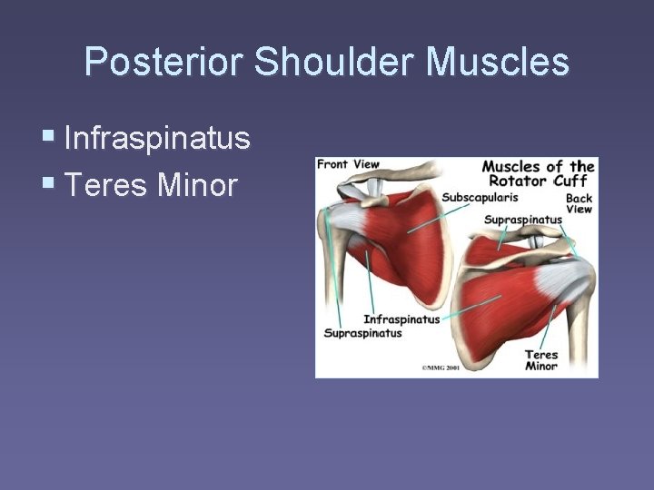 Posterior Shoulder Muscles § Infraspinatus § Teres Minor 