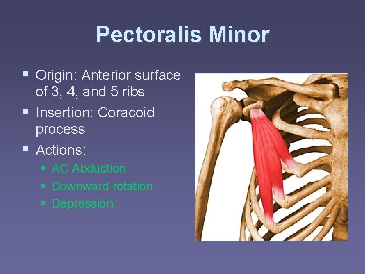 Pectoralis Minor § Origin: Anterior surface of 3, 4, and 5 ribs § Insertion: