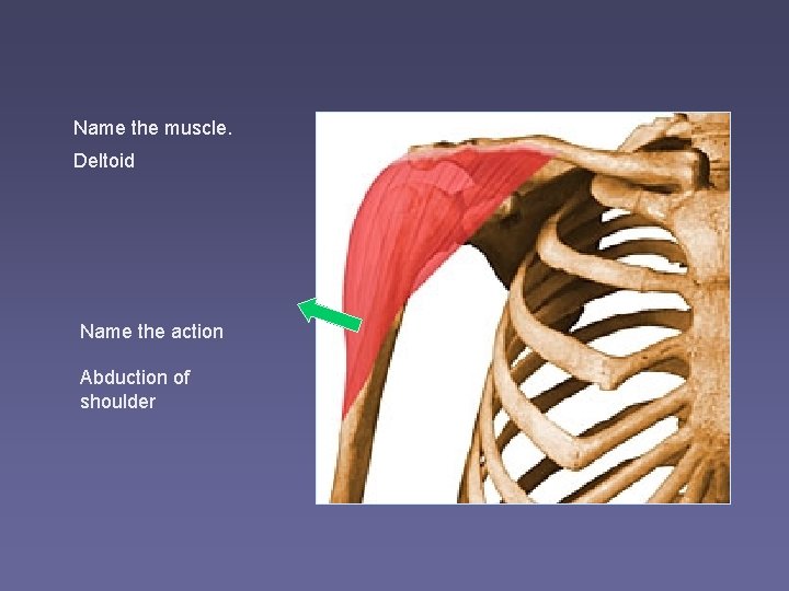 Name the muscle. Deltoid Name the action Abduction of shoulder 