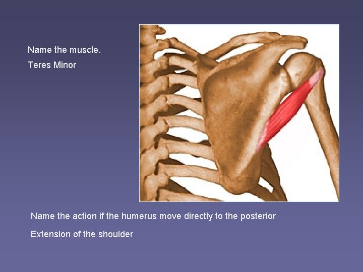 Name the muscle. Teres Minor Name the action if the humerus move directly to