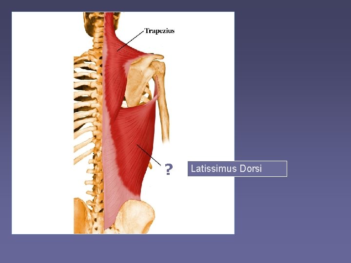 ? Latissimus Dorsi 