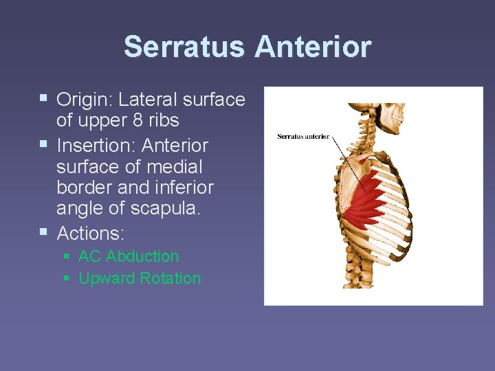 Serratus Anterior § Origin: Lateral surface of upper 8 ribs § Insertion: Anterior surface