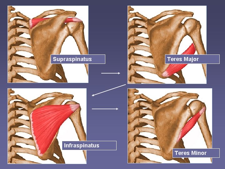 Supraspinatus Teres Major Infraspinatus Teres Minor 