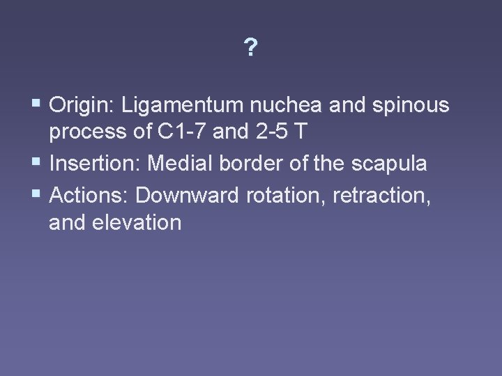 ? § Origin: Ligamentum nuchea and spinous process of C 1 -7 and 2