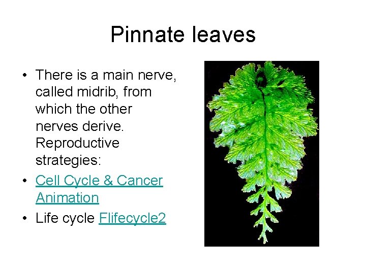 Pinnate leaves • There is a main nerve, called midrib, from which the other Pinnate leaves • There is a main nerve, called midrib, from which the other