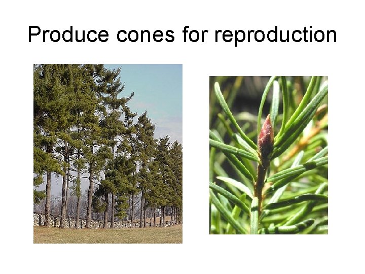 Produce cones for reproduction Produce cones for reproduction