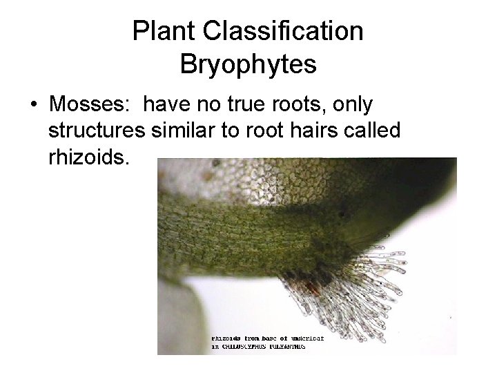 Plant Classification Bryophytes • Mosses: have no true roots, only structures similar to root Plant Classification Bryophytes • Mosses: have no true roots, only structures similar to root