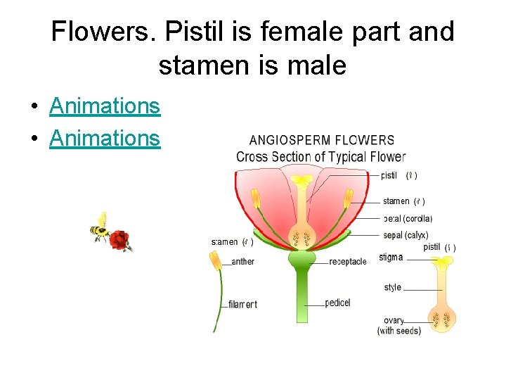 Flowers. Pistil is female part and stamen is male • Animations Flowers. Pistil is female part and stamen is male • Animations