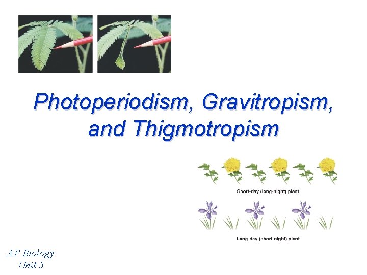 Photoperiodism, Gravitropism, and Thigmotropism AP Biology Unit 5 Photoperiodism, Gravitropism, and Thigmotropism AP Biology Unit 5