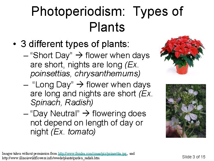 Photoperiodism: Types of Plants • 3 different types of plants: – “Short Day” flower Photoperiodism: Types of Plants • 3 different types of plants: – “Short Day” flower