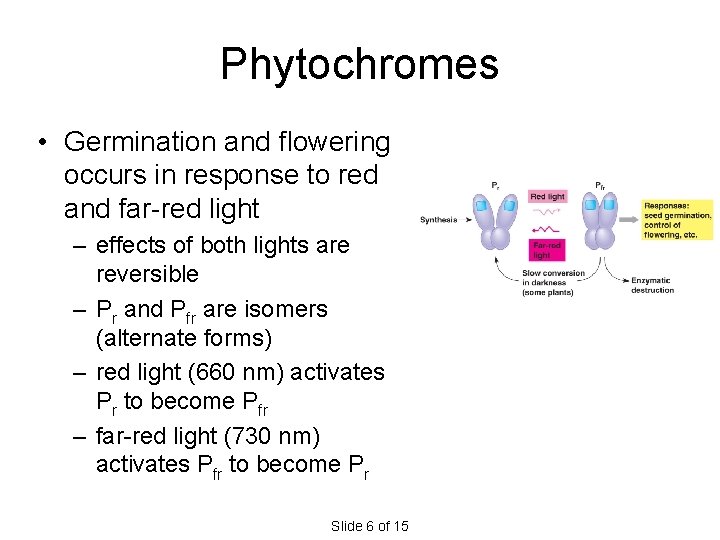 Phytochromes • Germination and flowering occurs in response to red and far-red light – Phytochromes • Germination and flowering occurs in response to red and far-red light –