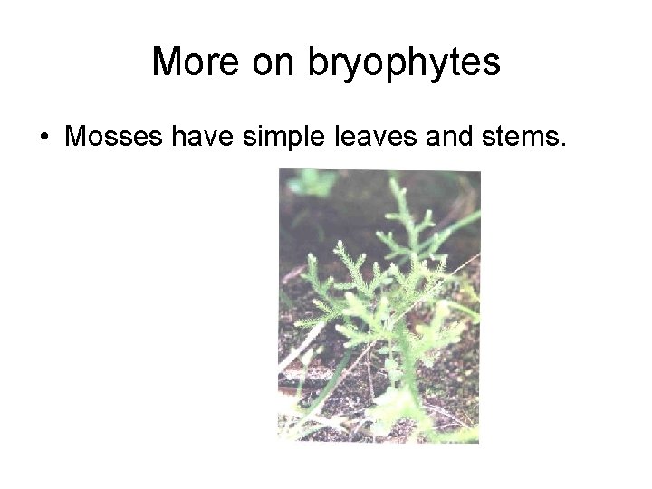 More on bryophytes • Mosses have simple leaves and stems. More on bryophytes • Mosses have simple leaves and stems.