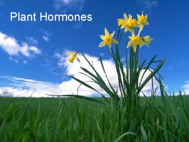 Plant Hormones Plant Hormones