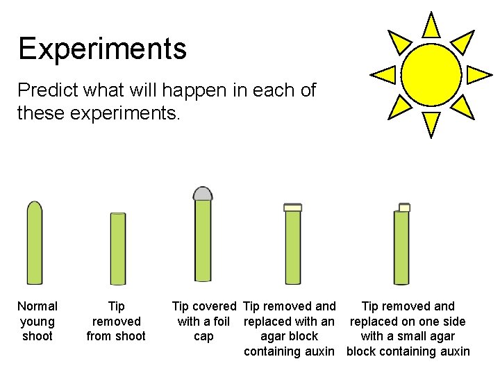 Experiments Predict what will happen in each of these experiments. Normal young shoot Tip Experiments Predict what will happen in each of these experiments. Normal young shoot Tip