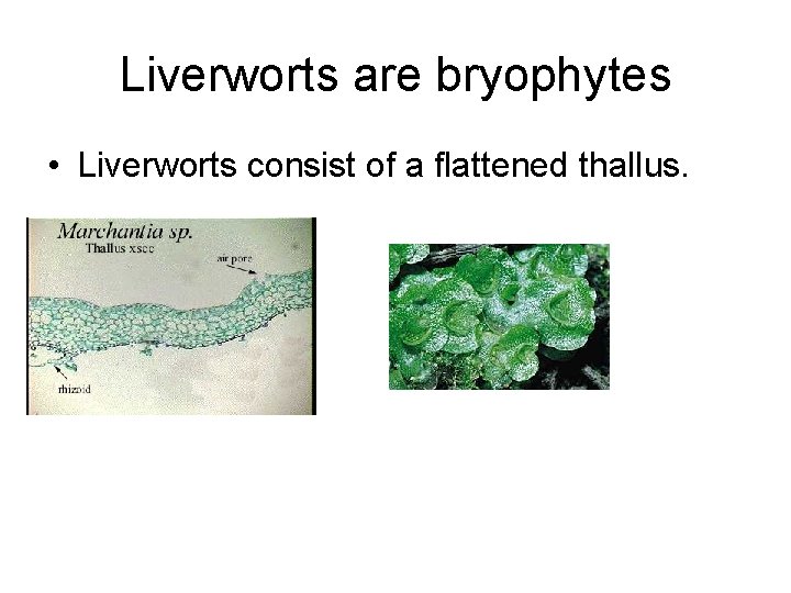 Liverworts are bryophytes • Liverworts consist of a flattened thallus. Liverworts are bryophytes • Liverworts consist of a flattened thallus.