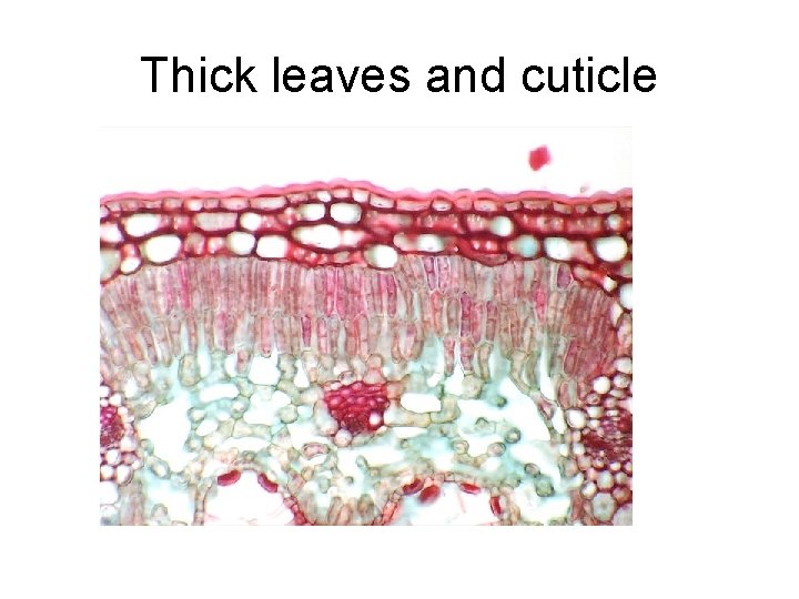 Thick leaves and cuticle Thick leaves and cuticle