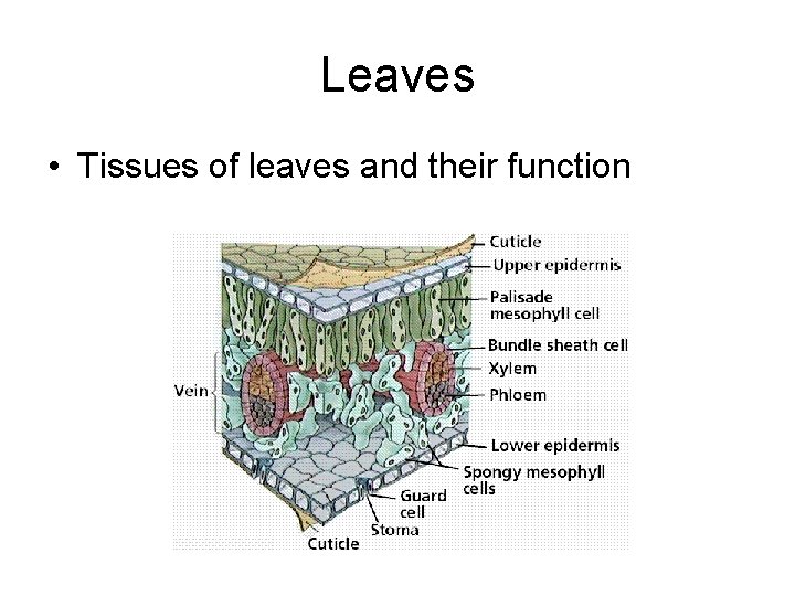 Leaves • Tissues of leaves and their function Leaves • Tissues of leaves and their function