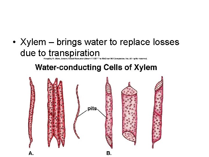 • Xylem – brings water to replace losses due to transpiration • Xylem – brings water to replace losses due to transpiration