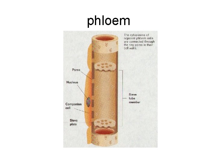 phloem phloem