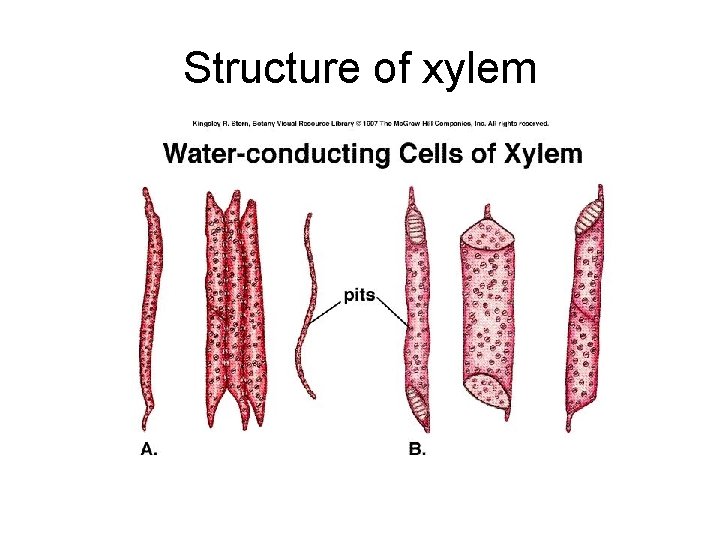 Structure of xylem Structure of xylem