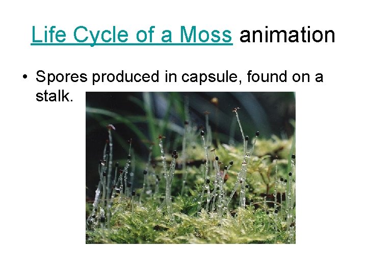 Life Cycle of a Moss animation • Spores produced in capsule, found on a Life Cycle of a Moss animation • Spores produced in capsule, found on a