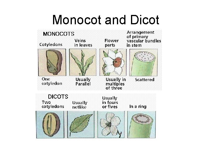 Monocot and Dicot Monocot and Dicot
