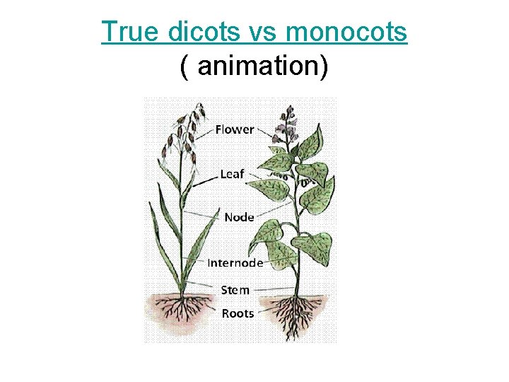 True dicots vs monocots ( animation) True dicots vs monocots ( animation)