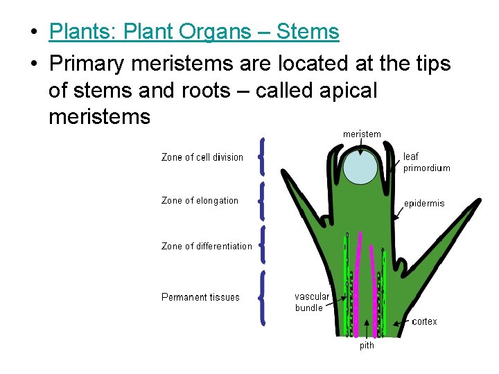 • Plants: Plant Organs – Stems • Primary meristems are located at the • Plants: Plant Organs – Stems • Primary meristems are located at the