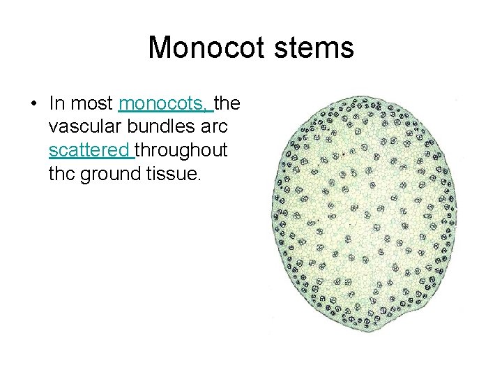 Monocot stems • In most monocots, the vascular bundles arc scattered throughout thc ground Monocot stems • In most monocots, the vascular bundles arc scattered throughout thc ground