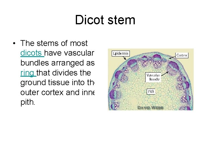 Dicot stem • The stems of most dicots have vascular bundles arranged as a Dicot stem • The stems of most dicots have vascular bundles arranged as a