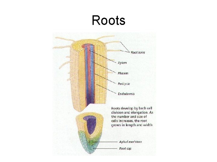 Roots Roots