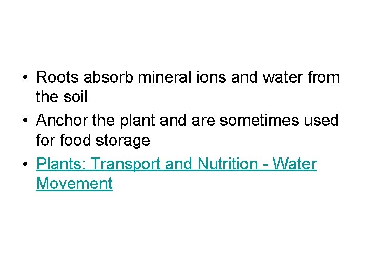 • Roots absorb mineral ions and water from the soil • Anchor the • Roots absorb mineral ions and water from the soil • Anchor the