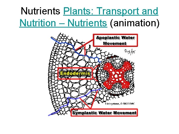 Nutrients Plants: Transport and Nutrition – Nutrients (animation) Nutrients Plants: Transport and Nutrition – Nutrients (animation)