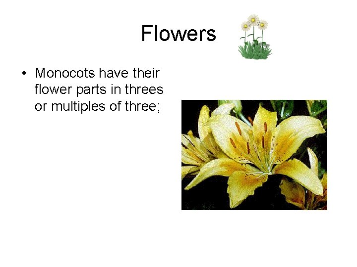 Flowers • Monocots have their flower parts in threes or multiples of three; Flowers • Monocots have their flower parts in threes or multiples of three;