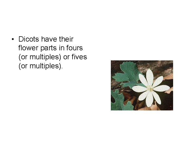 • Dicots have their flower parts in fours (or multiples) or fives (or • Dicots have their flower parts in fours (or multiples) or fives (or