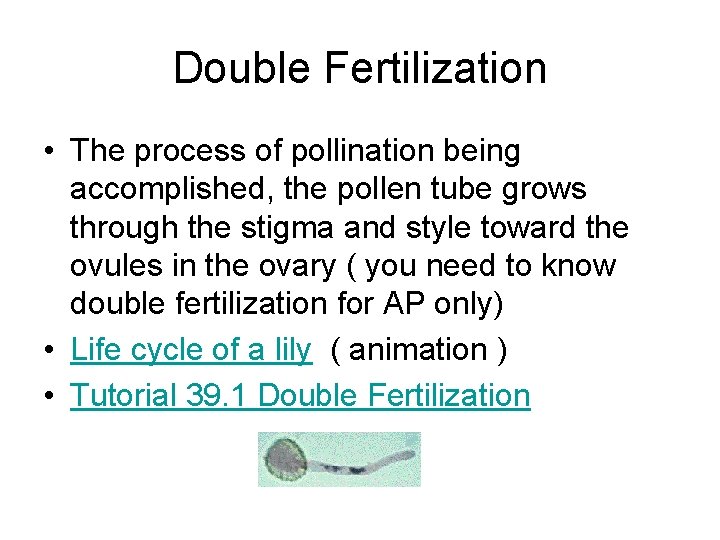 Double Fertilization • The process of pollination being accomplished, the pollen tube grows through Double Fertilization • The process of pollination being accomplished, the pollen tube grows through