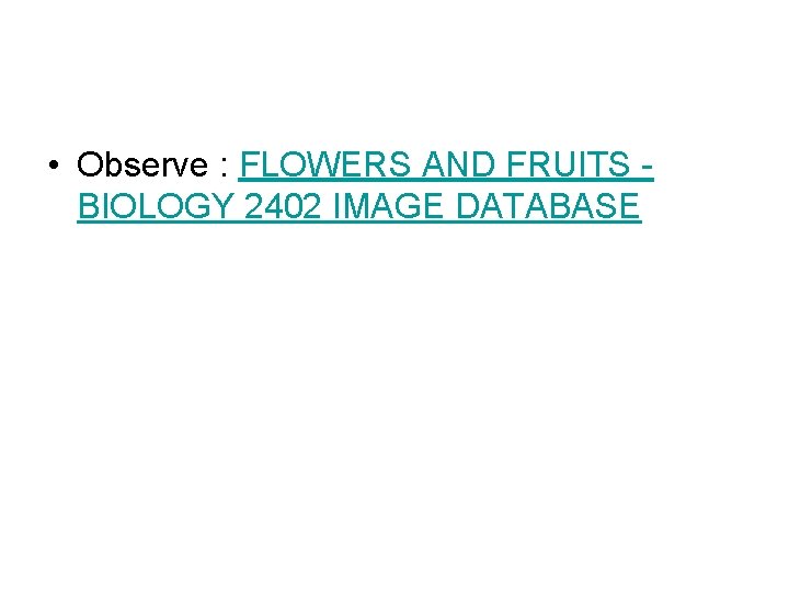 • Observe : FLOWERS AND FRUITS BIOLOGY 2402 IMAGE DATABASE • Observe : FLOWERS AND FRUITS BIOLOGY 2402 IMAGE DATABASE