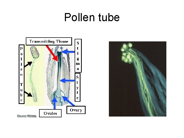Pollen tube Pollen tube