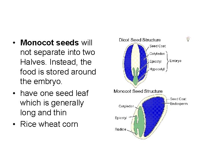• Monocot seeds will not separate into two Halves. Instead, the food is • Monocot seeds will not separate into two Halves. Instead, the food is