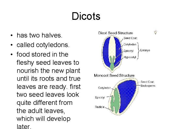 Dicots • has two halves. • called cotyledons. • food stored in the fleshy Dicots • has two halves. • called cotyledons. • food stored in the fleshy