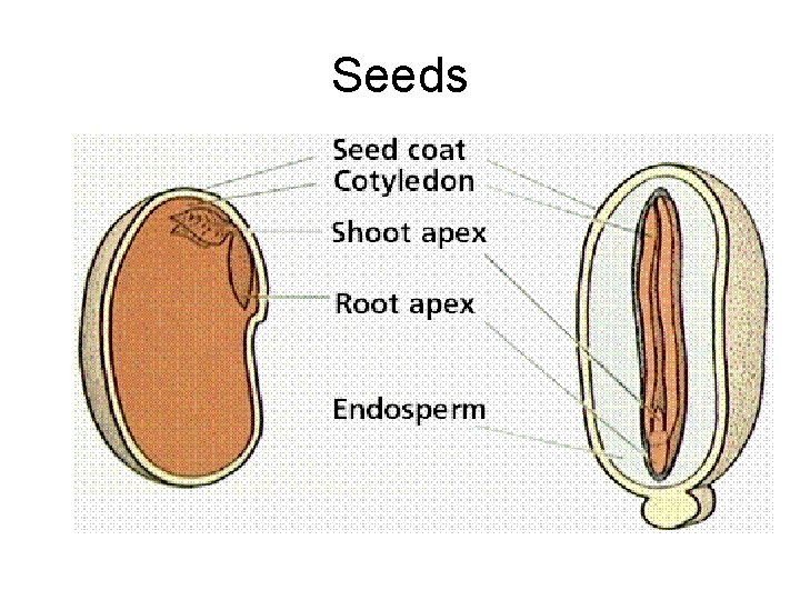 Seeds Seeds