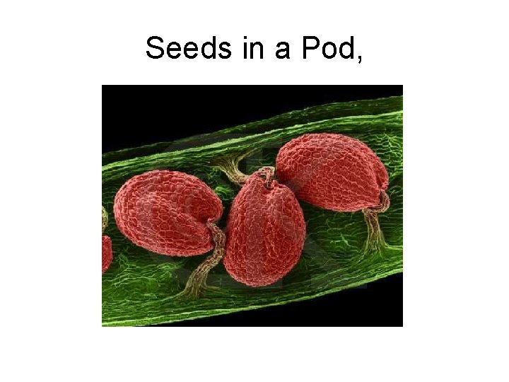 Seeds in a Pod, Seeds in a Pod,