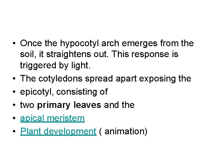 • Once the hypocotyl arch emerges from the soil, it straightens out. This • Once the hypocotyl arch emerges from the soil, it straightens out. This