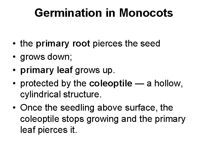 Germination in Monocots • • the primary root pierces the seed grows down; primary Germination in Monocots • • the primary root pierces the seed grows down; primary