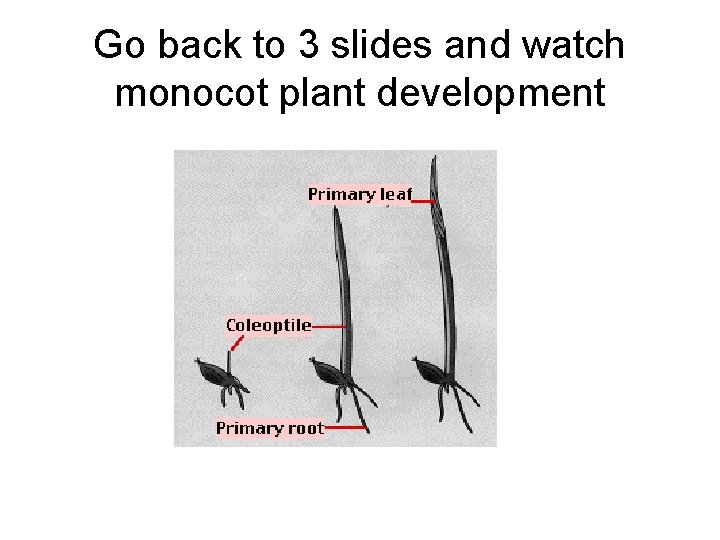 Go back to 3 slides and watch monocot plant development Go back to 3 slides and watch monocot plant development
