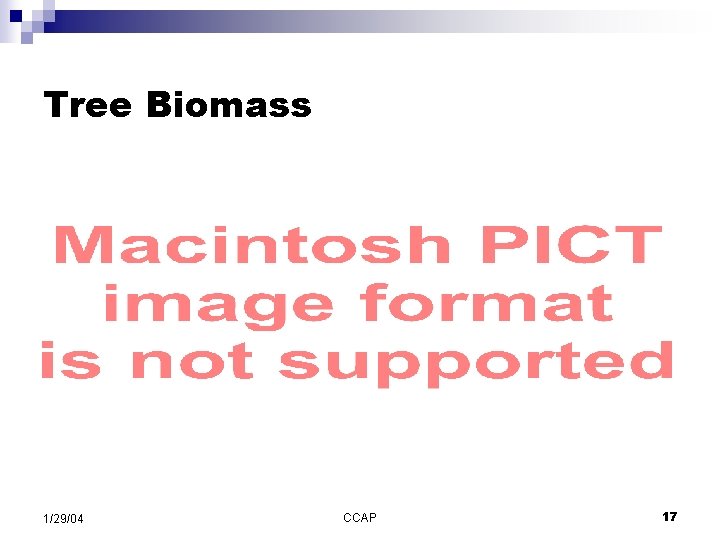 Tree Biomass 1/29/04 CCAP 17 