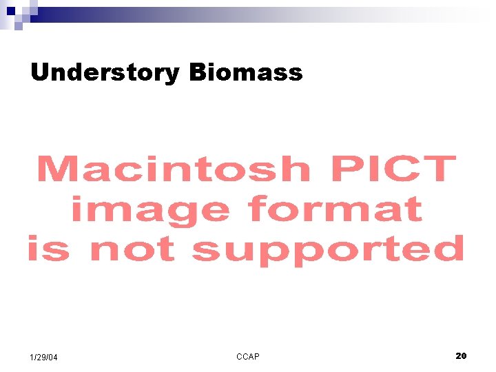 Understory Biomass 1/29/04 CCAP 20 