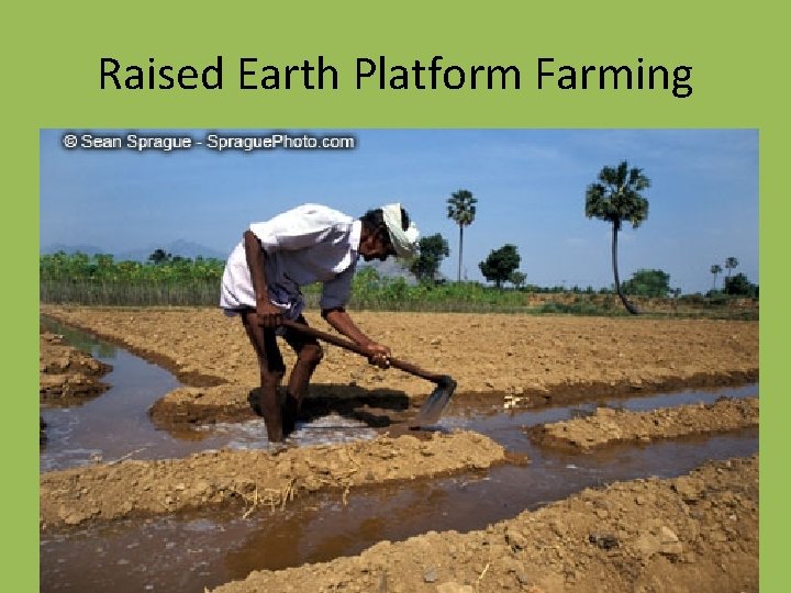Raised Earth Platform Farming 