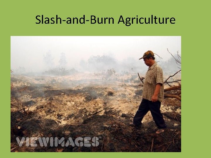 Slash-and-Burn Agriculture 